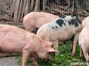 porcii de vanzare  - imagine 2