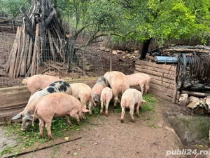 porcii de vanzare  - imagine 4