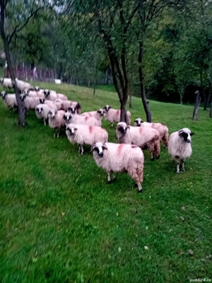 De vânzare 20 oii Detalii in privat la Nr de tel  