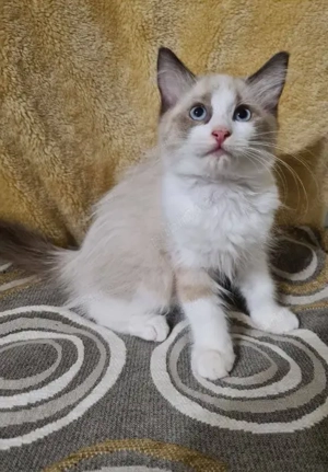 Pui de ragdoll  - imagine 2 Pui de ragdoll  - imagine 2