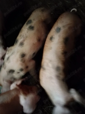 Purcei de vânzare  - imagine 2