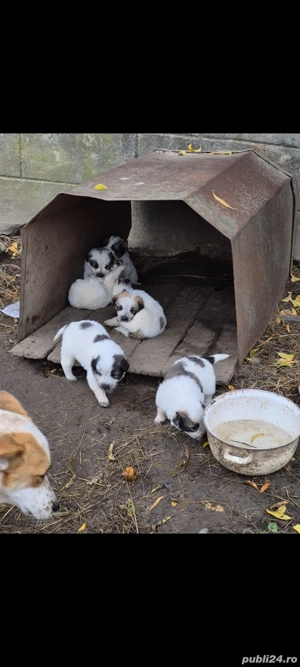 Catei pentru adoptie