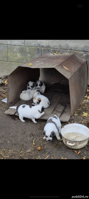 Catei pentru adoptie - imagine 2 Catei pentru adoptie - imagine 2