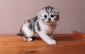 Pui de scottish scotish fold diverse culori - imagine 3