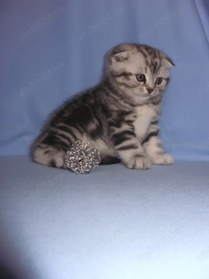 Pui de scottish scotish fold diverse culori