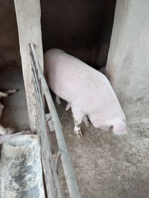 Vând porci 
