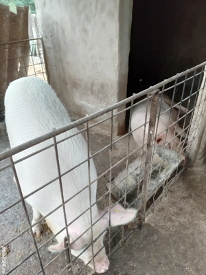 Vând porci  - imagine 3 Vând porci  - imagine 3