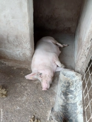 Vând porci  - imagine 2 Vând porci  - imagine 2