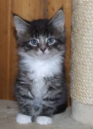 Vand maine main coon diverse culori - imagine 2