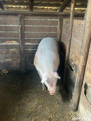 Porc Marele Alb - imagine 4
