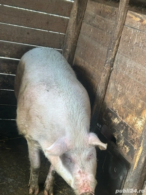 Porc Marele Alb - imagine 3