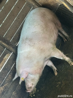 Porc Marele Alb - imagine 2