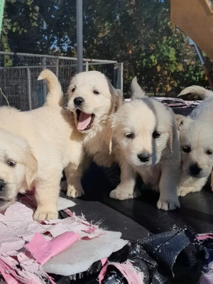 Femela golden retriever  - imagine 3 Femela golden retriever  - imagine 3