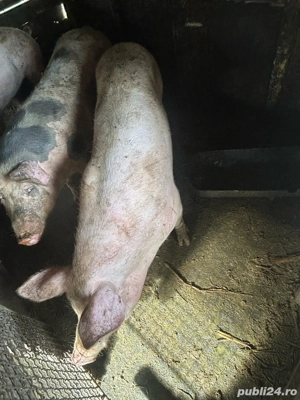 Porci de vanzare - imagine 5