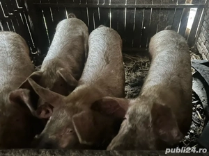 Porci de vanzare - imagine 2
