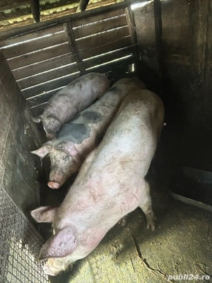 Porci de vanzare - imagine 3