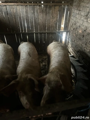 Porci de vanzare - imagine 4