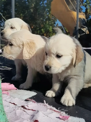 Femela golden retriever  - imagine 2 Femela golden retriever  - imagine 2