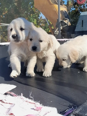 Femela golden retriever 