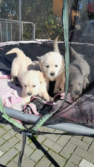 Femela golden retriever  - imagine 4 Femela golden retriever  - imagine 4