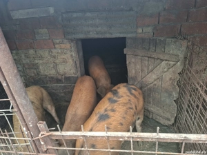 Vând porci pentru Crăciun - imagine 2