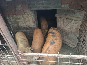 Vând porci pentru Crăciun