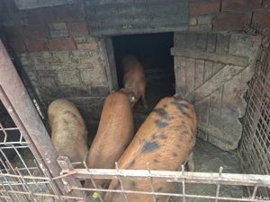 Vând porci pentru Crăciun - imagine 3