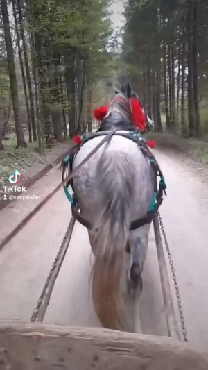 De vânzare cal de 9 ani tragi bine ie cuminte se probează unde vrea clientul se vine tot cu căruța  