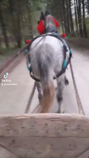 De vânzare cal de 9 ani tragi bine ie cuminte se probează unde vrea clientul se vine tot cu căruța   - imagine 5