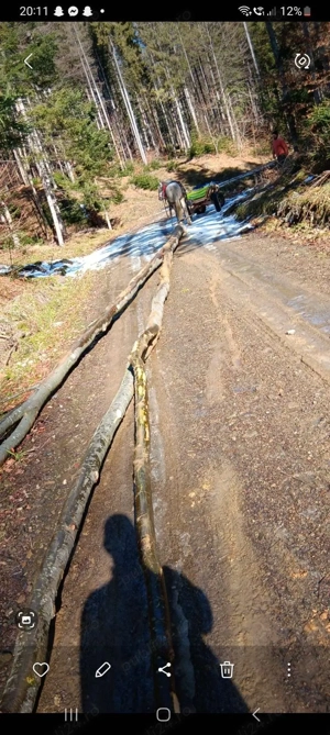 De vânzare cal de 9 ani tragi bine ie cuminte se probează unde vrea clientul se vine tot cu căruța   - imagine 3