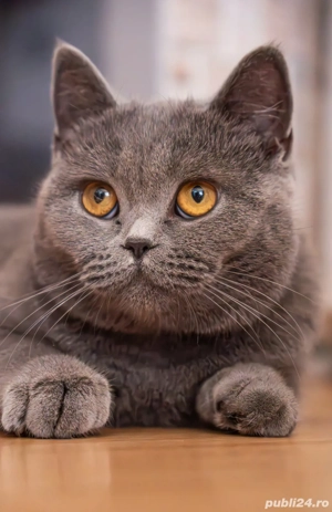 Caut motan din rasa British Shorthair