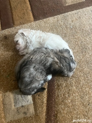 Se dau catei bison havanezi 2 fete si 3 baeti mai multe detali la tel   - imagine 3 Se dau catei bison havanezi 2 fete si 3 baeti mai multe detali la tel   - imagine 3