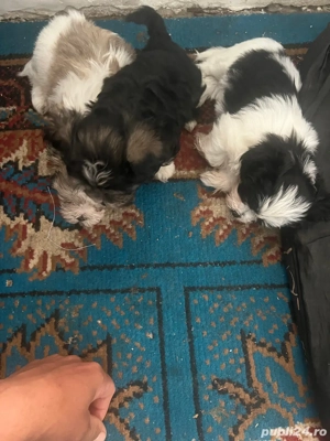 Se dau catei bison havanezi 2 fete si 3 baeti mai multe detali la tel   - imagine 2 Se dau catei bison havanezi 2 fete si 3 baeti mai multe detali la tel   - imagine 2