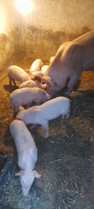 Purcei de 7 săptămâni de vânzare 