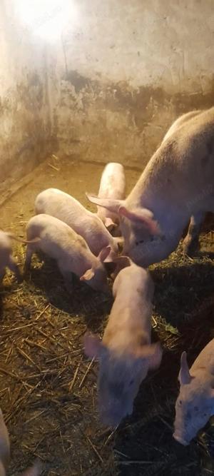 Purcei de 7 săptămâni de vânzare  - imagine 2