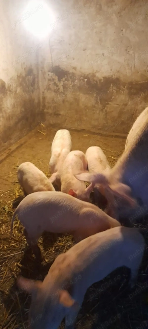 Purcei de 7 săptămâni de vânzare  - imagine 3