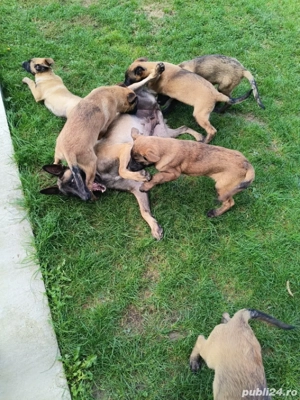 Căței Ciobanesc belgian malinois  - imagine 5       Căței Ciobanesc belgian malinois  - imagine 5