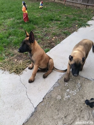 Căței Ciobanesc belgian malinois  - imagine 4       Căței Ciobanesc belgian malinois  - imagine 4