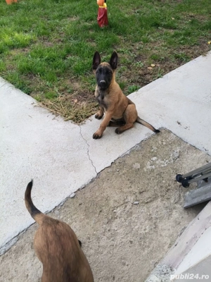 Căței Ciobanesc belgian malinois  - imagine 3       Căței Ciobanesc belgian malinois  - imagine 3