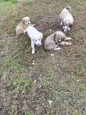 Ofer spre adopție catei - imagine 3