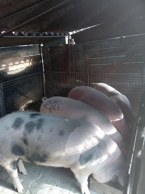 Porci de vânzare 
