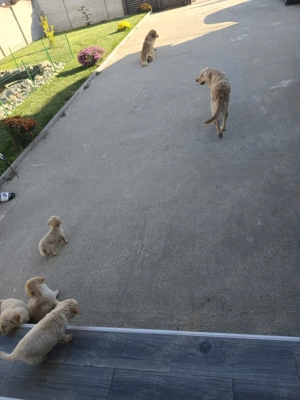 Puiuți Golden retriever 
