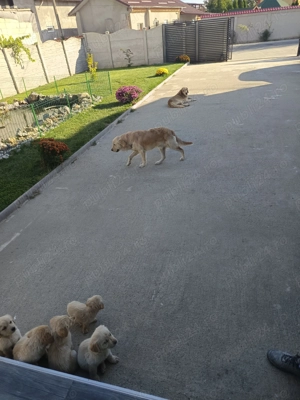 Puiuți Golden retriever  - imagine 3 Puiuți Golden retriever  - imagine 3