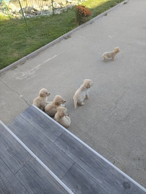 Puiuți Golden retriever  - imagine 4 Puiuți Golden retriever  - imagine 4