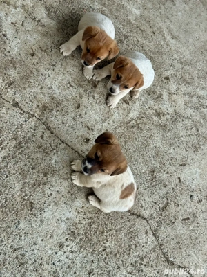 Vand pui Jack Russell Terrier - imagine 4