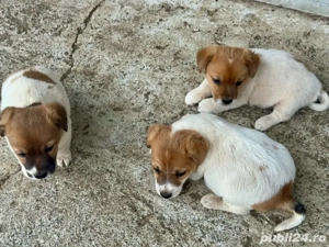 Vand pui Jack Russell Terrier