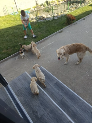 Puiuți Golden retriever  - imagine 5 Puiuți Golden retriever  - imagine 5