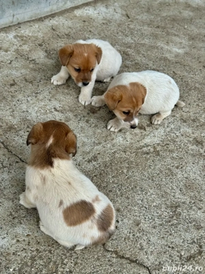 Vand pui Jack Russell Terrier - imagine 3