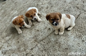 Vand pui Jack Russell Terrier - imagine 2