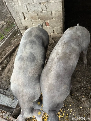 Porci Pietrain, 1 disponibili - imagine 2 Porci Pietrain, 1 disponibili - imagine 2